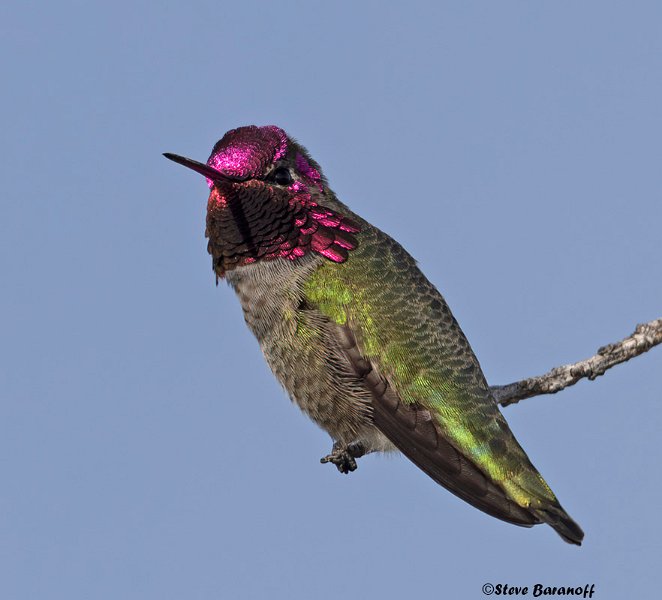 _B223285 annas hummingbird.jpg